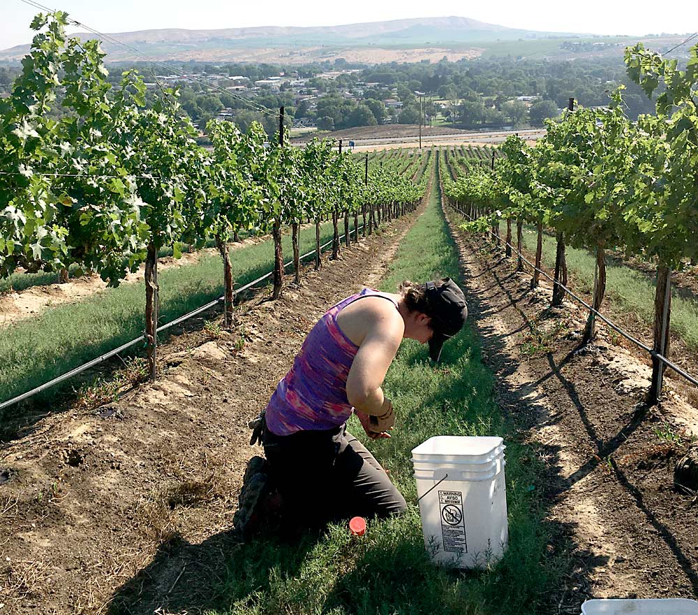 How the vineyard floor is managed can influence soil health metrics, as in this vineyard near Walla Walla, Washington, where native vegetation was managed in the alleyway when the Washington State University team came to collect samples in 2020. (Courtesy Molly McIlquham/Washington State University)