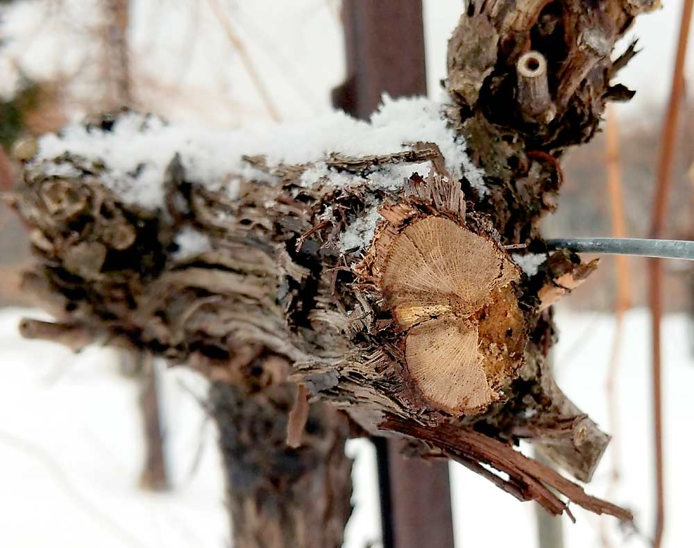 Winter pruning is recommended for management of grapevine trunk diseases, even in the Upper Midwest where winter conditions make vineyard work difficult. Look for the telltale “wedge” of discolored wood that indicates a wood rot pathogen, said University of Minnesota graduate student Davy DeKrey, and prune the cordon back past all the discoloration. (Courtesy Davy DeKrey/University of Minnesota)