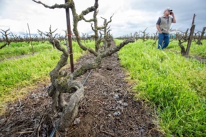 Planted in 1900, these Zinfandel vines have weathered a lot of climate changes already and, despite the predictions of some climatologists, they are unlikely to be displaced by warming trends, says Greg Costa, right, of Felix Costa & Sons in Lodi, Calfornia. “They’ve survived a lot and they are going to see a lot more,” Costa said. (TJ Mullinax/Good Fruit Grower)