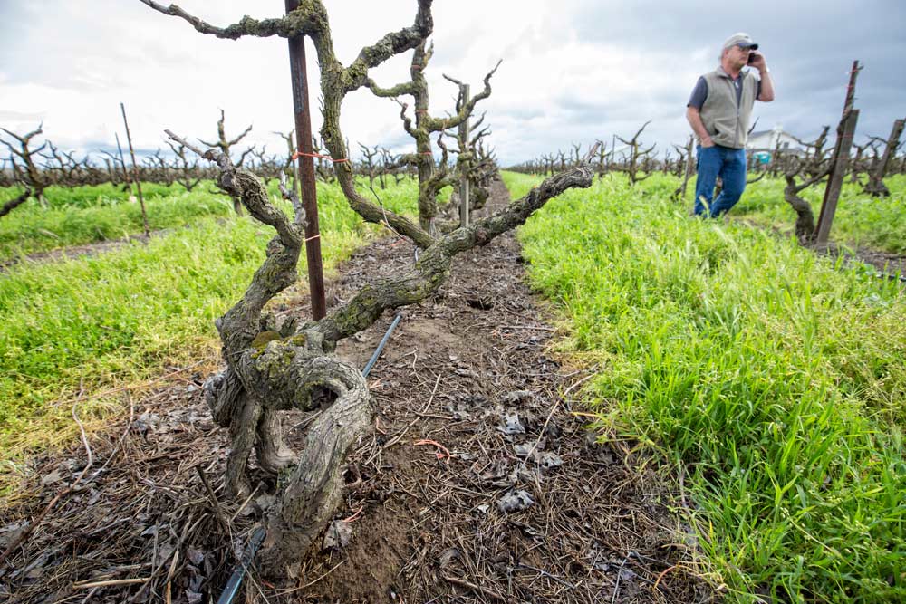 Planted in 1900, these Zinfandel vines have weathered a lot of climate changes already and, despite the predictions of some climatologists, they are unlikely to be displaced by warming trends, says Greg Costa, right, of Felix Costa & Sons in Lodi, Calfornia. “They’ve survived a lot and they are going to see a lot more,” Costa said. (TJ Mullinax/Good Fruit Grower)