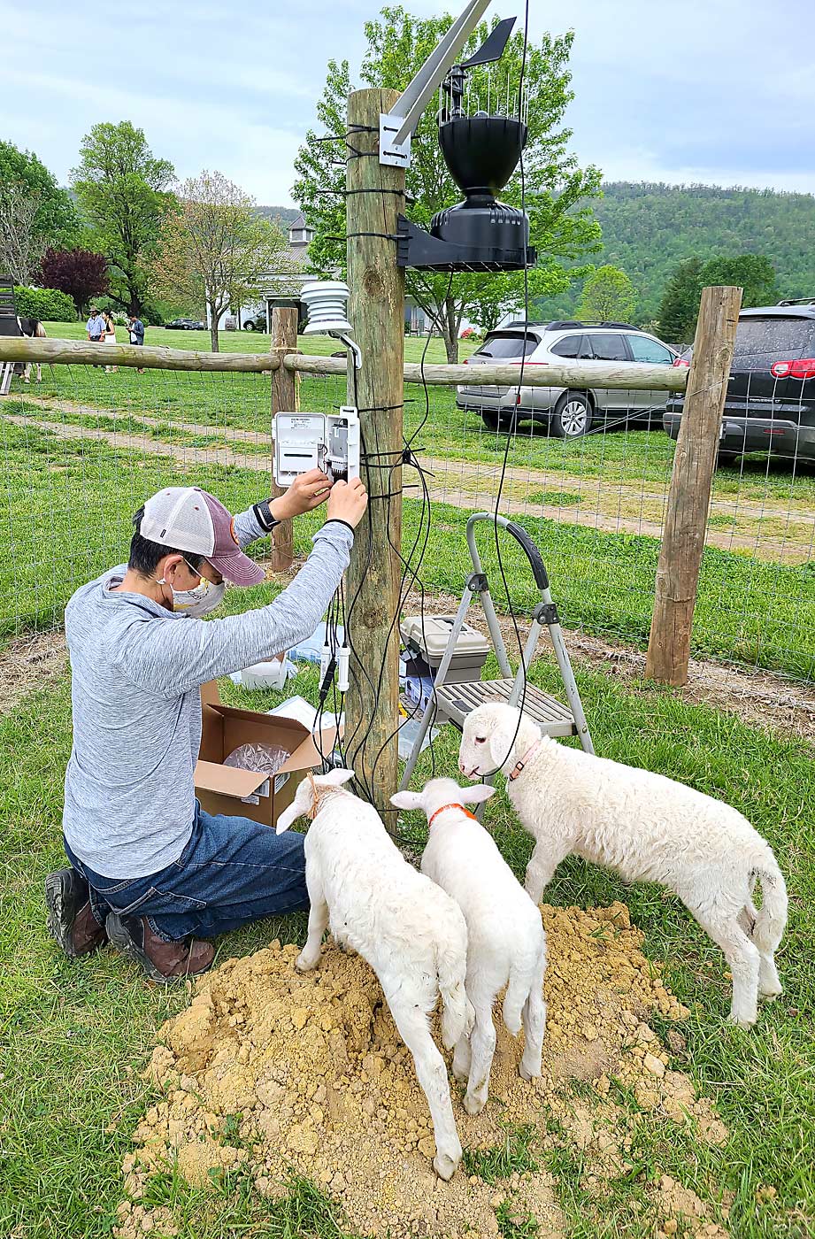 Nita sets up a different weather station in Veritas, with the help of the vineyard sheep.  The stations are part of Virginia Tech's Sentinel Vineyard Project, which helps growers share information and track weather and disease patterns across the state.  (Courtesy of Bill Tonkins/Veritas Vineyards and Winery)
