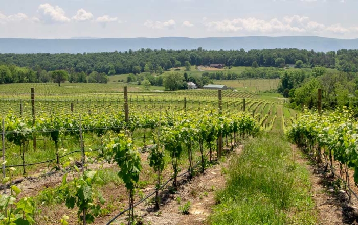 Good vineyard sites in Virginia need good relative elevation and well drained soils, such as Brown Bear Vineyards in Woodstock, VA in the foothills of the Blue Mountains. (Kate Prengaman/Good Fruit Grower)