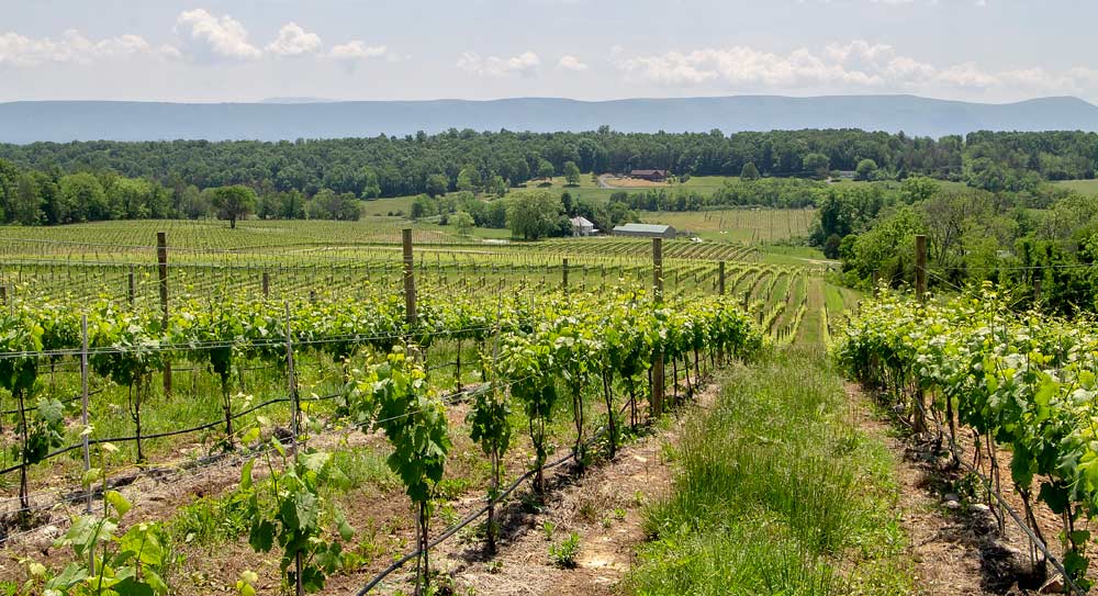 Good vineyard sites in Virginia need good relative elevation and well drained soils, such as Brown Bear Vineyards in Woodstock, VA in the foothills of the Blue Mountains. (Kate Prengaman/Good Fruit Grower)