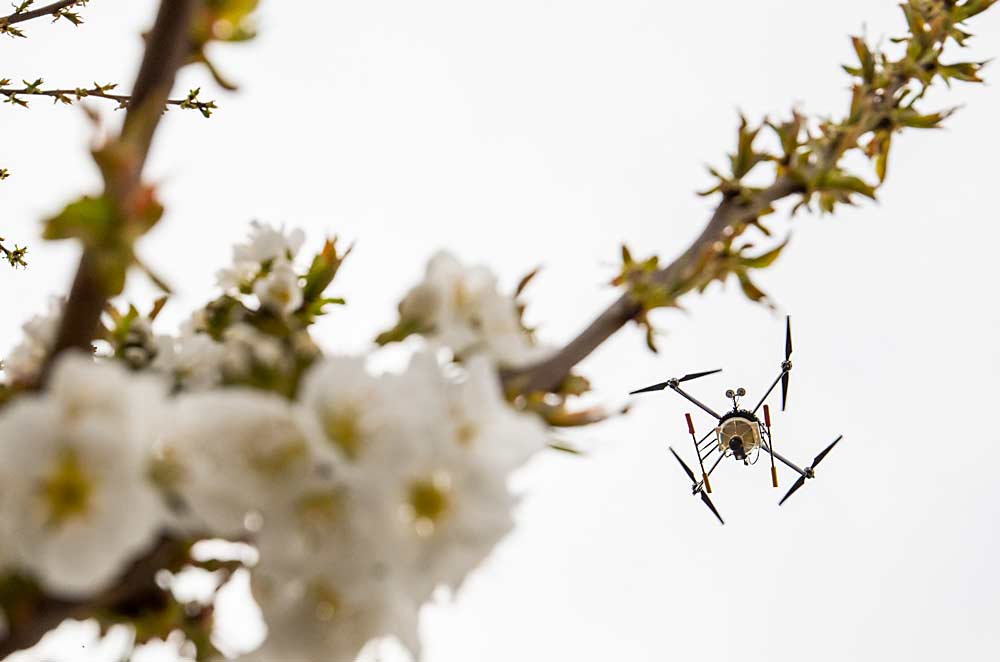 A Dropcopter drone dispenses pollen over an Early Robin cherry block in early April in Benton City, Washington. With the high cost of cherry production, growers are turning to technology to supplement the work of honey bees. (TJ Mullinax/Good Fruit Grower)