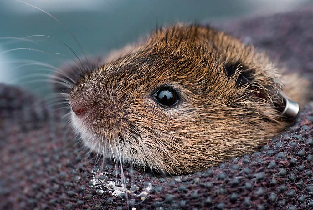 The gray-tailed vole has been causing widespread damage to agriculture of all sorts, including fruit trees and nursery plants, in the Willamette Valley of Oregon, where the rodent is endemic. (Courtesy 123RF)