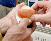 Washington growers sample the WA 2 apple variety during a 2014 tour in Prosser, Washington. A fruit shipper and Washington State University, which developed the variety, are in a legal battle over the rights to commercialize it. (TJ Mullinax/Good Fruit Grower)