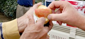 Washington growers sample the WA 2 apple variety during a 2014 tour in Prosser, Washington. A fruit shipper and Washington State University, which developed the variety, are in a legal battle over the rights to commercialize it. (TJ Mullinax/Good Fruit Grower)