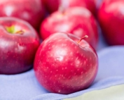 Washington State University has spent two decades developing WA 38, now known as Cosmic Crisp. The first sizable commercial crop will be harvested in 2020. (TJ Mullinax/Good Fruit Grower)