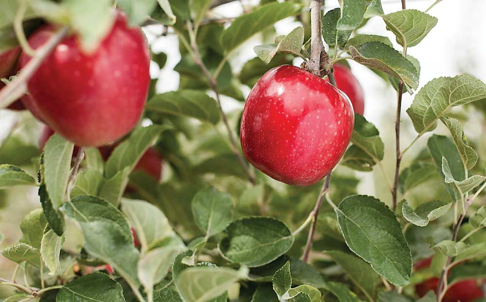 A federal judge has ruled in Washington State University’s favor in a breach of contract lawsuit with a spinoff company over the WA 38, the university’s new apple to be sold under the brand name Cosmic Crisp. Here, WA 38 hangs on a tree during a 2014 preview tour in Prosser. (TJ Mullinax/Good Fruit Grower)