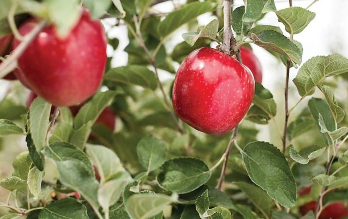 A federal judge has ruled in Washington State University’s favor in a breach of contract lawsuit with a spinoff company over the WA 38, the university’s new apple to be sold under the brand name Cosmic Crisp. Here, WA 38 hangs on a tree during a 2014 preview tour in Prosser. (TJ Mullinax/Good Fruit Grower)