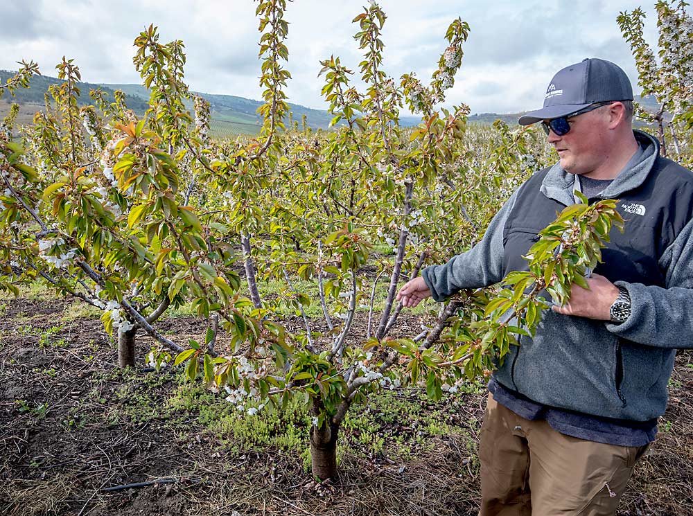 Devon Wade, a cherry grower from The Dalles, Oregon, shows how he is converting a block of Bings on Krymsk 6 rootstocks from KGB training to a steep leader. Growers in the Columbia Gorge, where KGB is a common part of the cherry landscape, are turning away from the pedestrian system in certain varieties. (TJ Mullinax/Good Fruit Grower)