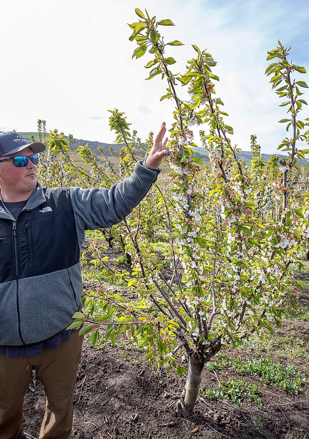 Growers have found that the Kym Green Bush training system works better on some varieties, such as these Chelans that Wade opted to leave as KGB. (TJ Mullinax/Good Fruit Grower)