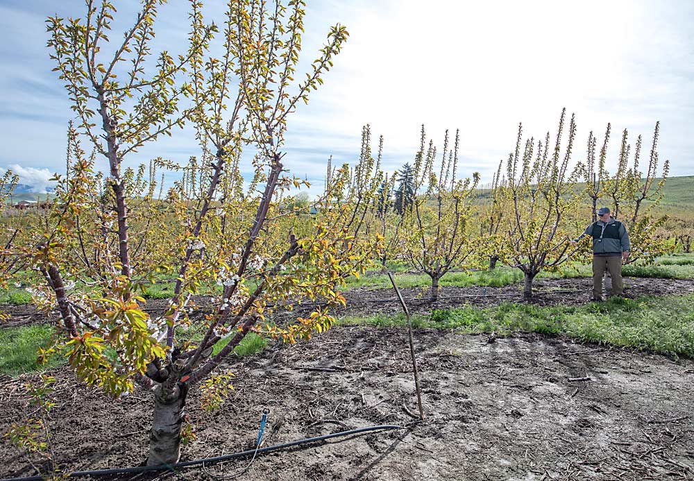 Wade points to a bench cut made to a strong branch — to encourage a fruitful, lateral branch — in a Bing block converted from KGB to steep leader in the winter of 2021–2022. As part of the transition, he also intentionally left fruitful growth at the tops of the trees, to reduce vigor. (TJ Mullinax/Good Fruit Grower)