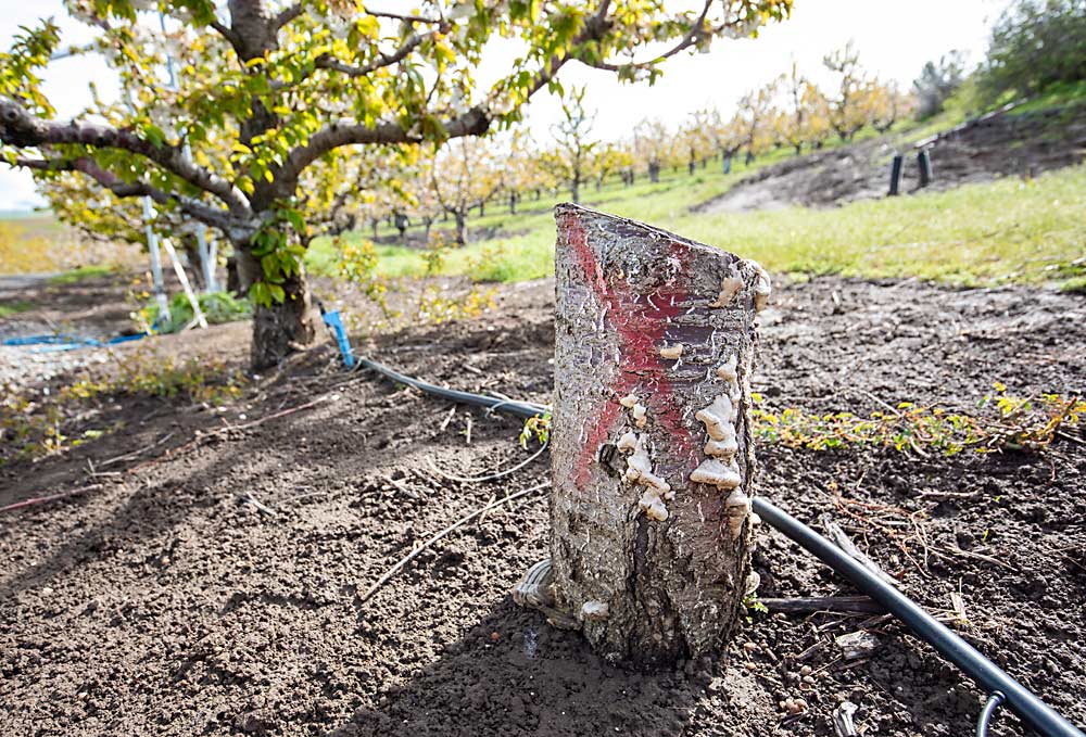 An X marks the stump of a cherry tree removed after showing signs of X disease infection in Devon Wade’s orchard in The Dalles, Oregon. Growers across the Pacific Northwest are trying to reduce the spread of the incurable disease, often referred to under the umbrella term little cherry disease. (TJ Mullinax/Good Fruit Grower)