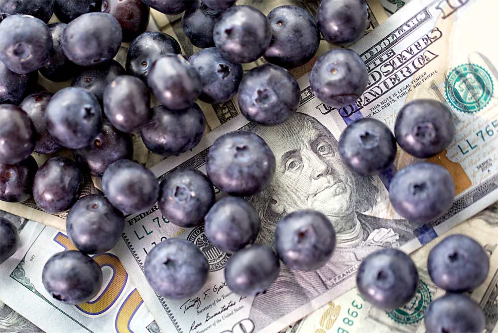 A federal verdict regarding blueberry harvest has left agricultural employers and the groups that represent them even more convinced that prevailing wage surveys need to be replaced with a new method to set minimum pay for farm labor. (TJ Mullinax/Good Fruit Grower)