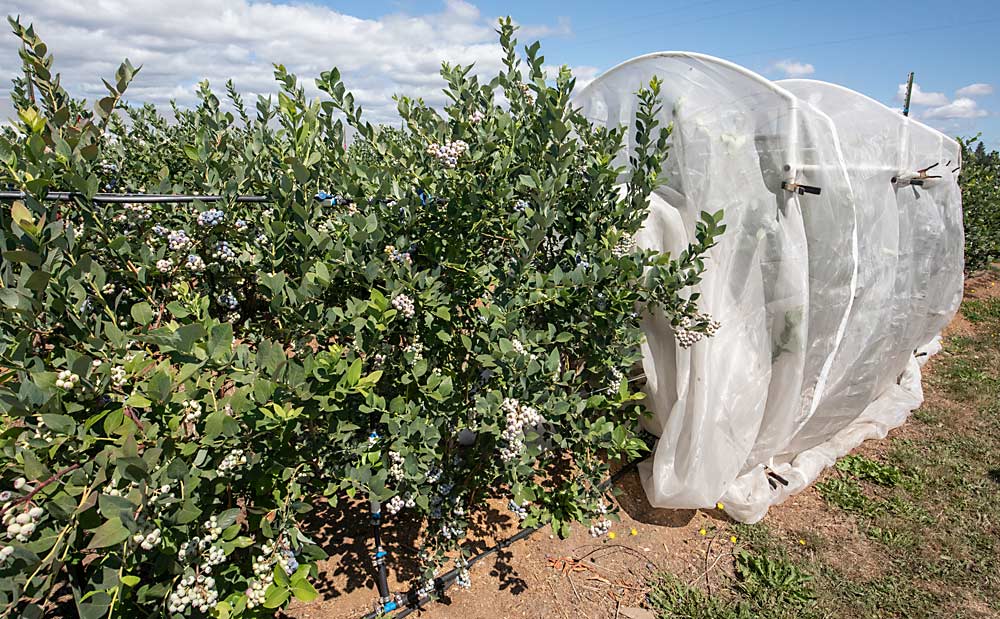 Under this “inclusion netting,” researchers release a standard number of SWD so they can test the effectiveness of alternative control products under a controlled level of pest pressure. (TJ Mullinax/Good Fruit Grower)