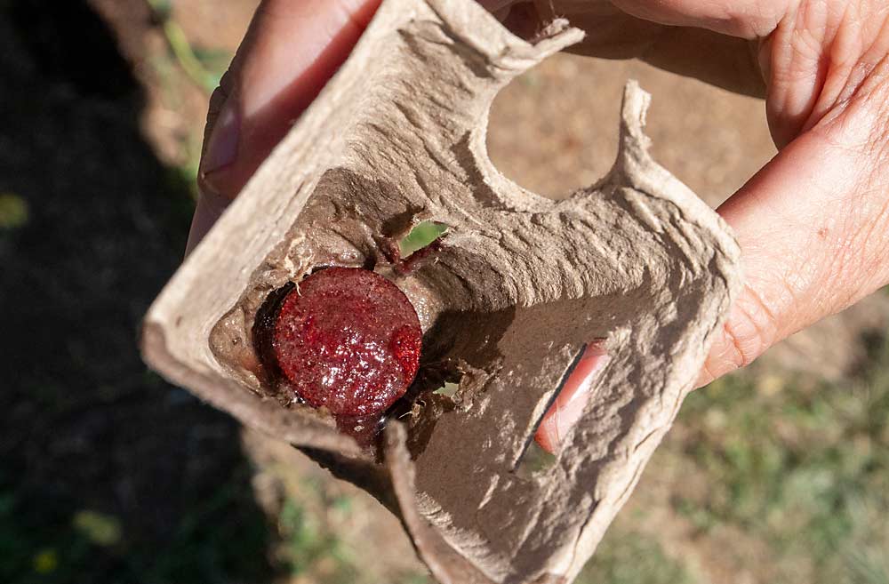 When wet, this tablet of food-grade materials becomes a sticky gum that’s more attractive to SWD than blueberries, Walton said, so the flies lay their eggs in it instead, and the eggs then desiccate and die. (TJ Mullinax/Good Fruit Grower)