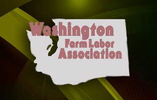 Washington Farm Labor Association