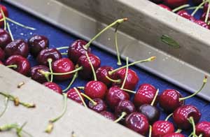 The meeting will include an overview of the 2014 cherry crop. TJ Mullinax/Good Fruit Grower