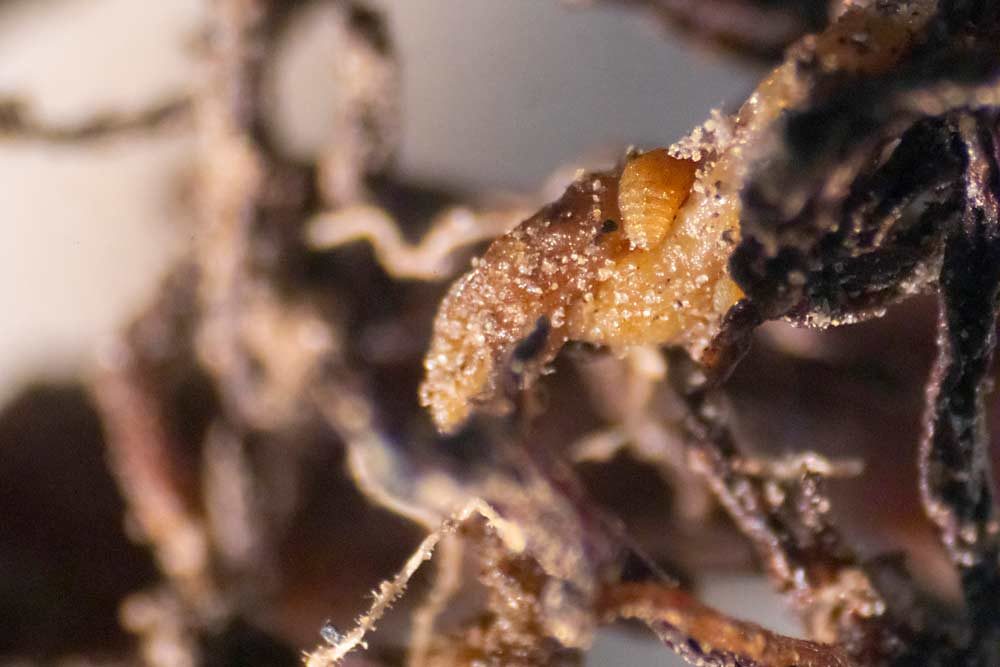 A wingless adult phylloxera crawls on a damaged vineyard root being studied at the Washington State University, Irrigated Agriculture Research and Extension Center in Prosser. Significant detections of the pest for the first time in 2019 mean it will be a hot topic at the Washington Winegrowers Association convention in March. (TJ Mullinax/Good Fruit Grower)