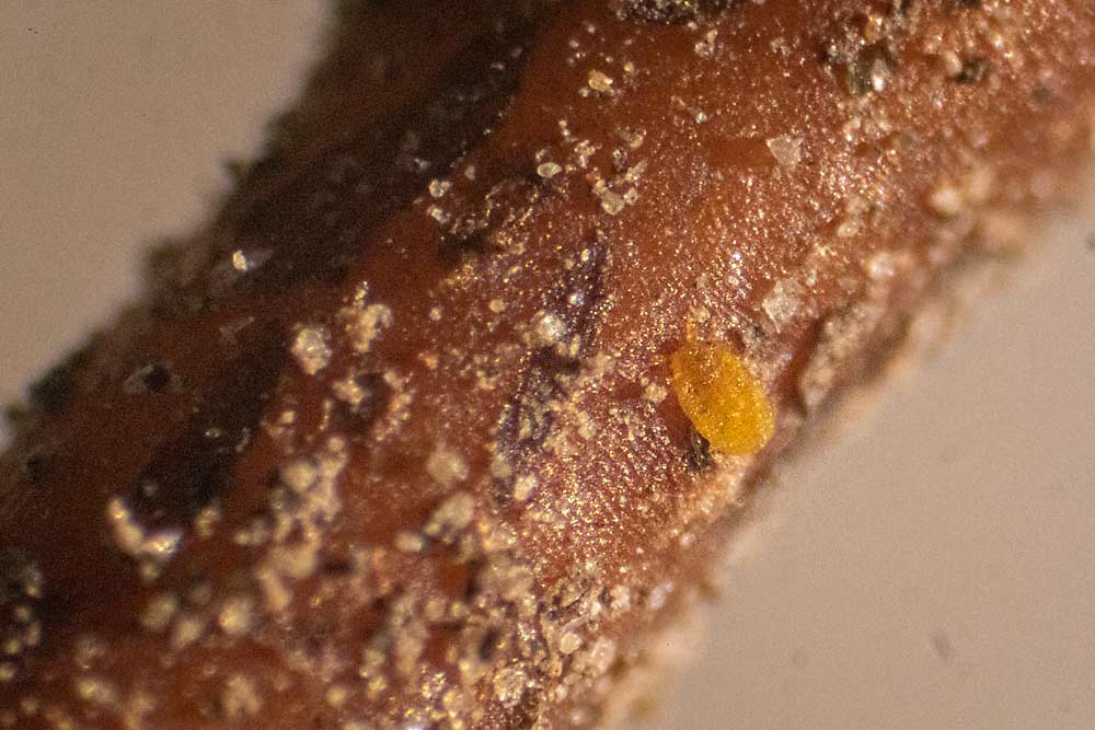 Phylloxera are pale yellow aphid-like insects that feed on roots, as seen on this sample in October at the Washington State University Irrigated Agriculture Research and Extension Center in Prosser. (TJ Mullinax/Good Fruit Grower)