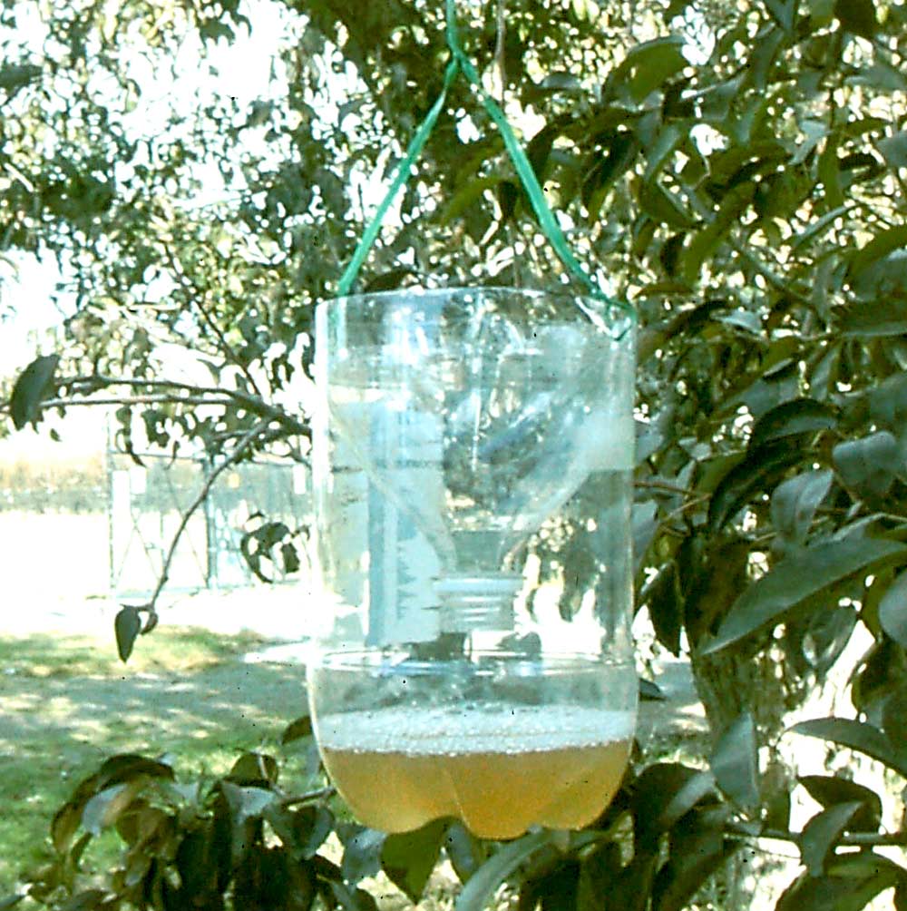 Growers can make this wasp trap by cutting off the top of a plastic liter soda bottle, inverting the top, and placing it back in the bottle. Add a teaspoon of liquid detergent to the bait mix to make it hard for wasps to fly.