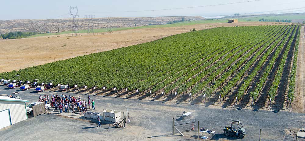 Volunteers huddle near a shop to receive instructions before beginning the afternoon harvest shift in the 6-acre vineyard in October at Water from Wine in Paterson, Washington, as part of the winery’s fundraising for clean water projects all over the globe. About 120 volunteers showed up for the annual harvest. (Ross Courtney/Good Fruit Grower)