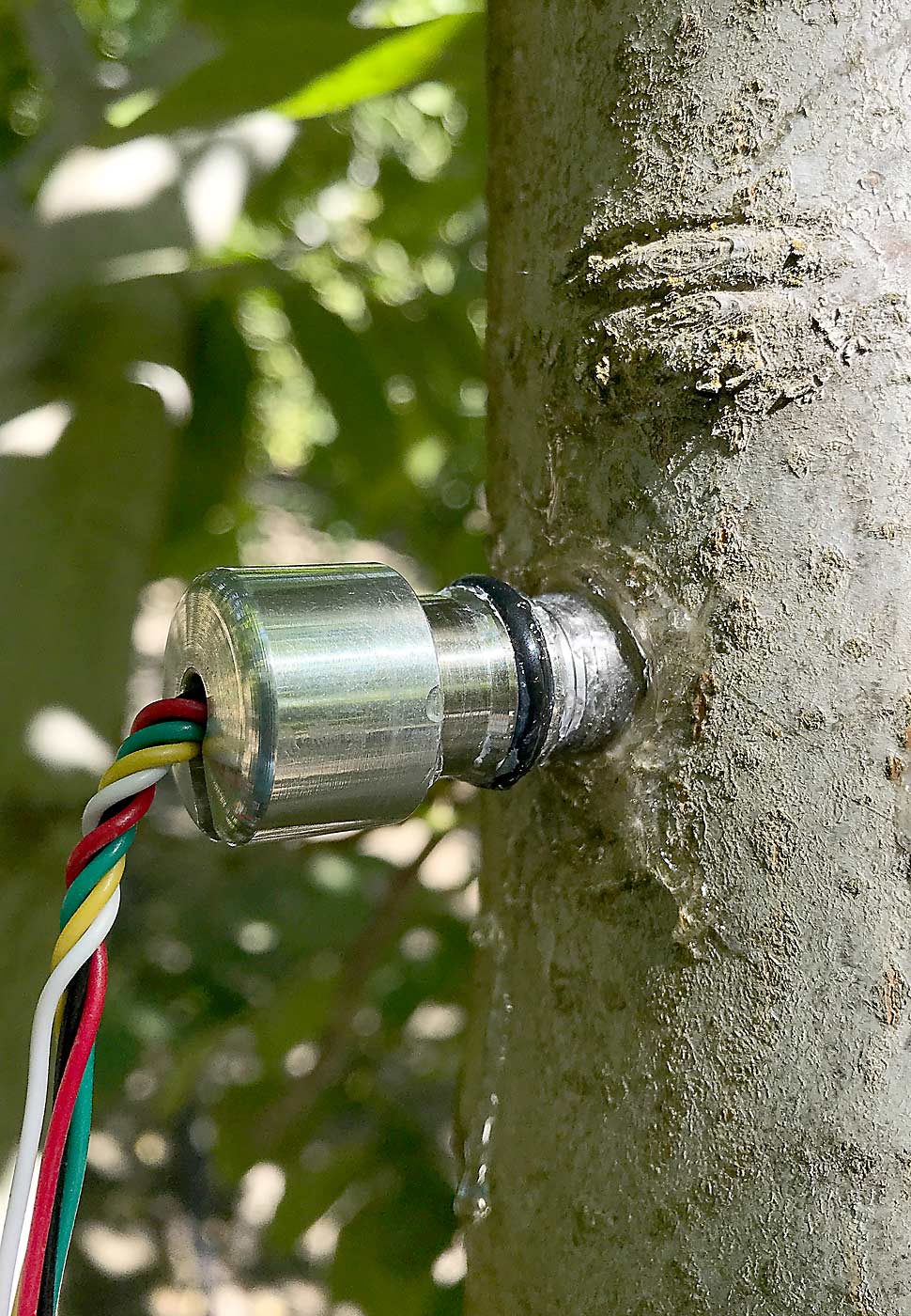 To get a direct measurement of plant water stress, not just a response to that stress, you have to go directly to the plant, Lakso said, but then you have to contend with the plant’s response to the installed sensor, including gummosis in stone fruit trees. (Courtesy FloraPulse)