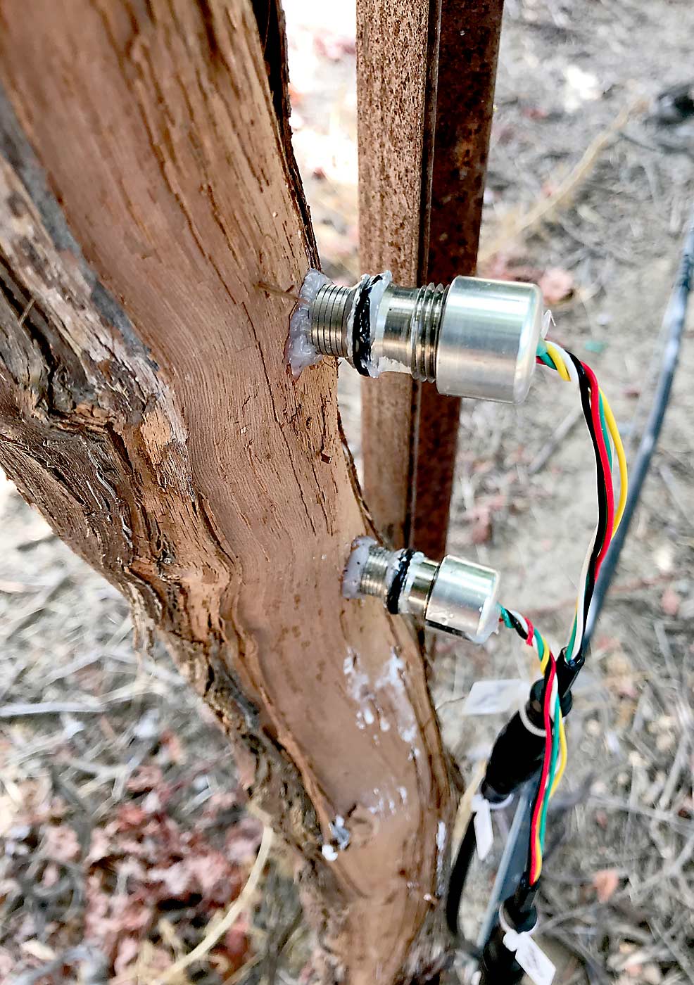A new sensor technology developed at Cornell University plugs into a tree or vine to read stem water potential in real time, replacing weekly pressure chamber measurements for guiding irrigation management, according to retired physiologist Alan Lakso, who now works with the company created to commercialize it. (Courtesy FloraPulse)