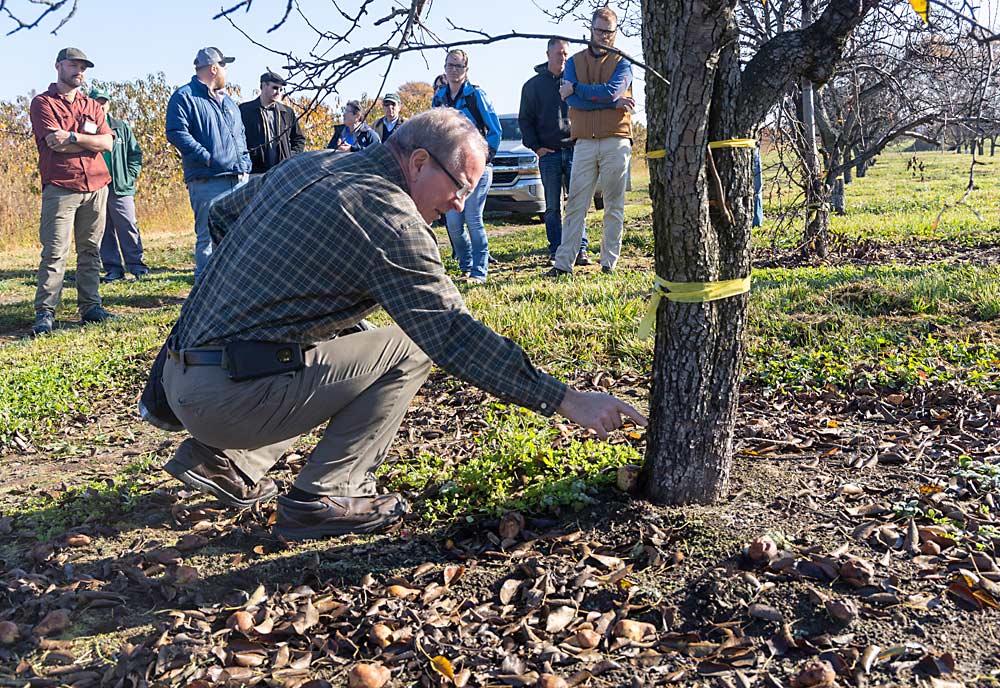 Michigan State University professor John Wise points out the trunk injection spot in a pear tree during the field day. Wise, who has studied trunk injection of pesticides and biopesticides for years, said it’s currently not a practical application method in commercial orchards but could become so in the future. (Matt Milkovich/Good Fruit Grower)