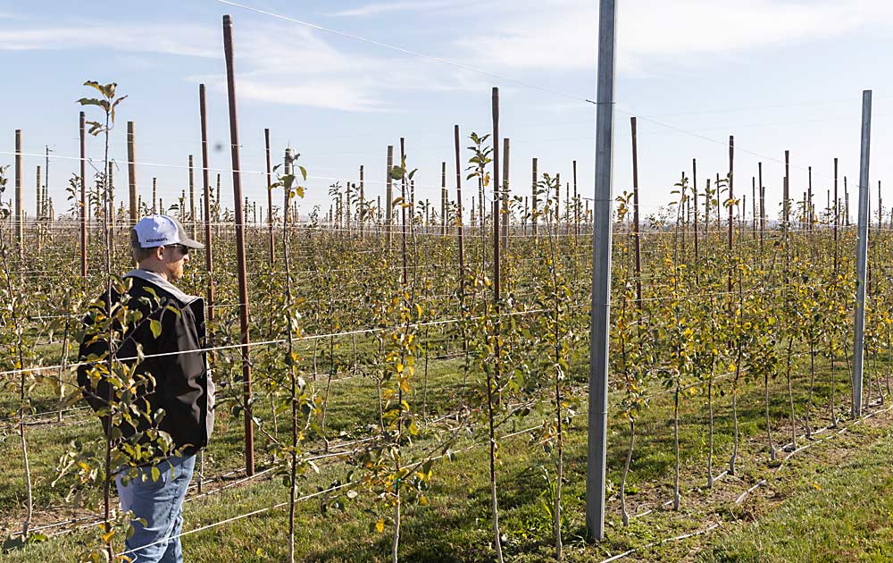 A new orchard block was displayed during a West Michigan Research Station field day in Hart in November. The high-density Aztec Fuji block is a test site for alternative trellis materials under study to mitigate a shortage of pine posts. In the foreground are steel posts. In the background are fiberglass posts, as well as pine posts for comparison. (Matt Milkovich/Good Fruit Grower)