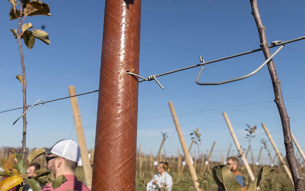 In the research block, the only way to keep the trellis wires connected to the fiberglass posts was to drill holes in them, which was a time-consuming and laborious process. (Matt Milkovich/Good Fruit Grower)