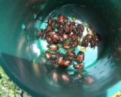 The Washington State Department of Agriculture is asking for the public’s help in trapping and reporting Japanese beetles, a potential threat to Yakima Valley agriculture. (Courtesy Washington State Department of Agriculture)