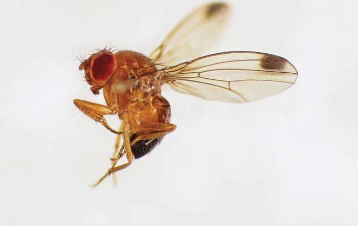 A male spotted-wing drosophila fly (Drosophila suzukii). (Courtesy Martin Cooper)