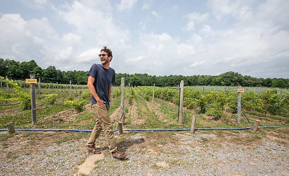 Mark Bowker walks beside table grape selections growing at Wegmans Food Markets’ organic farm along the western shore of New York’s Canandaigua Lake in July. The New York-based retail chain uses its own organic farm to test out cultivars and farming practices for organic growers in the Eastern U.S., and Bowker manages the farm’s tree fruit program. (TJ Mullinax/Good Fruit Grower)