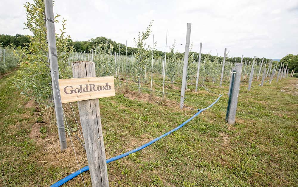 A new planting of GoldRush apples grow at Wegmans’ organic farm along the western shore of Canandaigua Lake in July. GoldRush, a Golden Delicious cross resistant to apple scab, was developed through a partnership between Indiana, Illinois and New Jersey agricultural experiment stations in the 1970s and is well suited for organic production in the Eastern U.S. (TJ Mullinax/Good Fruit Grower)