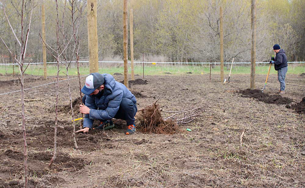 Gabe mounds a bit of dirt around a newly planted tree in the spring of 2021 as his father, Jay Jensen, digs holes in the background. The grant money Gabe received helped him pay for the trees, wires, posts and other equipment needed for his trial block of organic Honeycrisp. (Courtesy Jay Jensen)