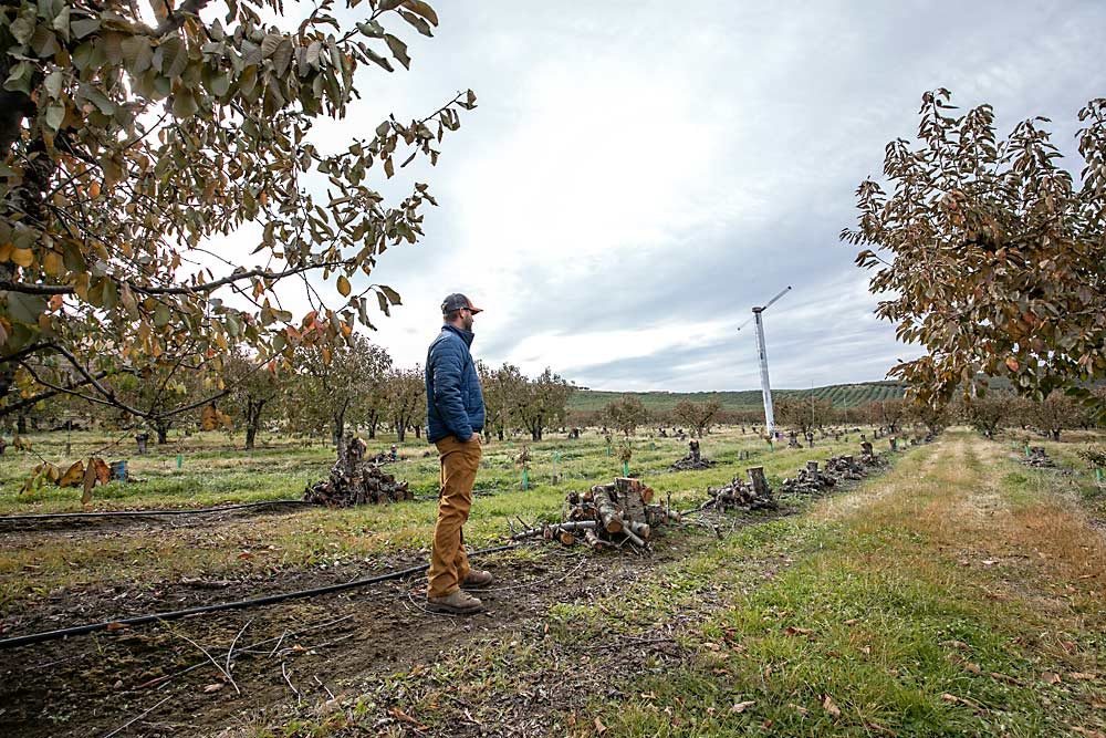 Grower Craig Harris looks across one of his family’s cherry blocks in the process of being removed in October outside of Yakima, Washington. They decided to remove all of these Skeenas after too many trees showed symptoms of X disease. Just two years ago, it was one of Harris Farms’ best producing blocks, but the disease spread quickly, despite their aggressive response.  (TJ Mullinax/Good Fruit Grower)