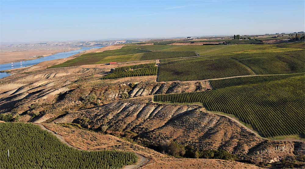 White Bluffs AVA joined Washington's growing list of federally recognized American Viticultural Areas. (Courtesy Kent Waliser/Sagemoor Vineyards)