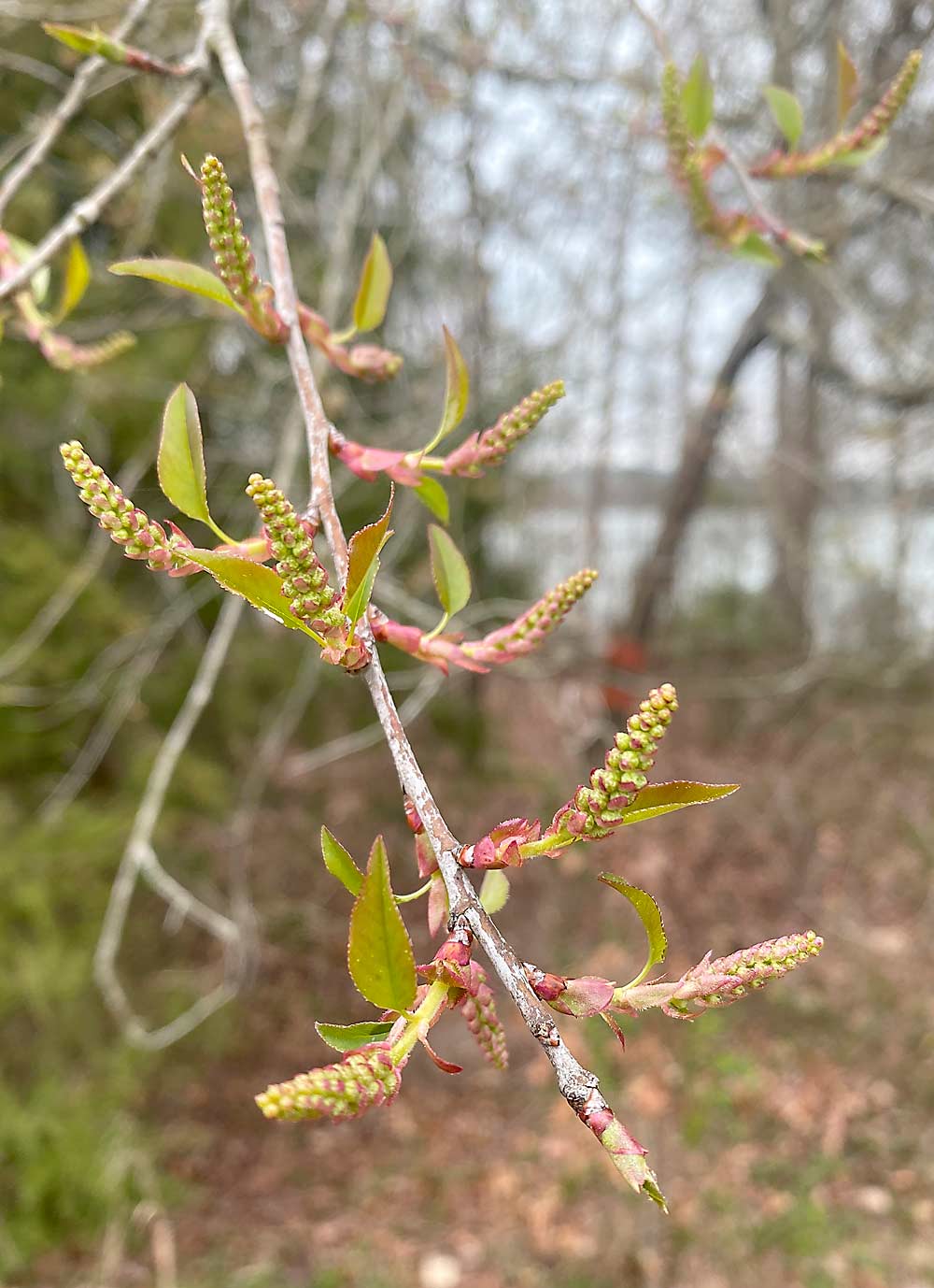 Wild cherry (Prunus serotina) blooming at the Clemson Musser Fruit Research Farm. Wild cherry trees are possible sources of virus inoculum that spreads to commercial peach orchards. (Courtesy Elizabeth Cieniewicz/Clemson University)