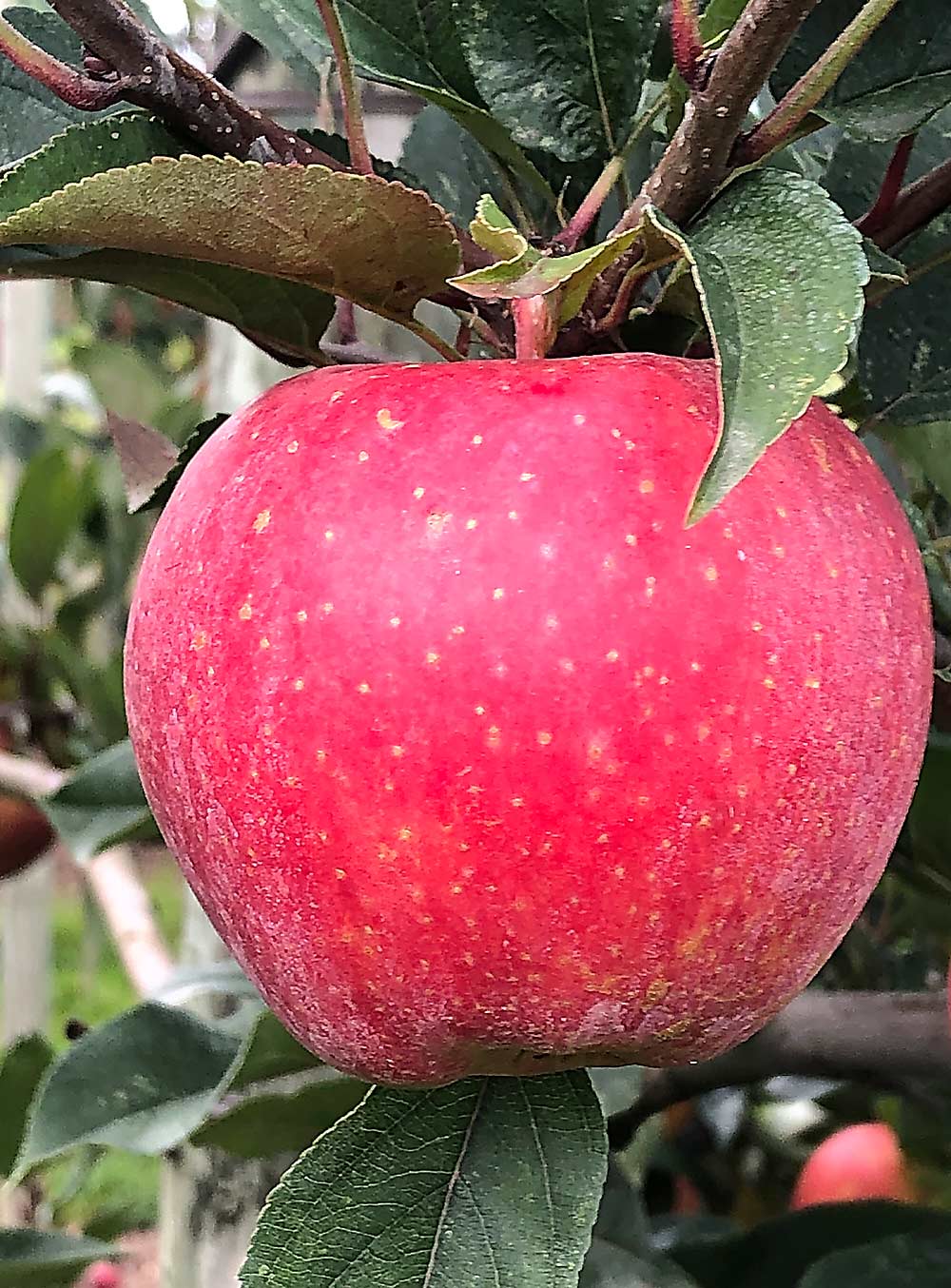 A cross between Honeycrisp and Cripps Pink, R10-45, which is marketed by Hess Bros. as WildTwist, awaits harvest in New York in mid-October 2021. (Courtesy Hess Brothers)