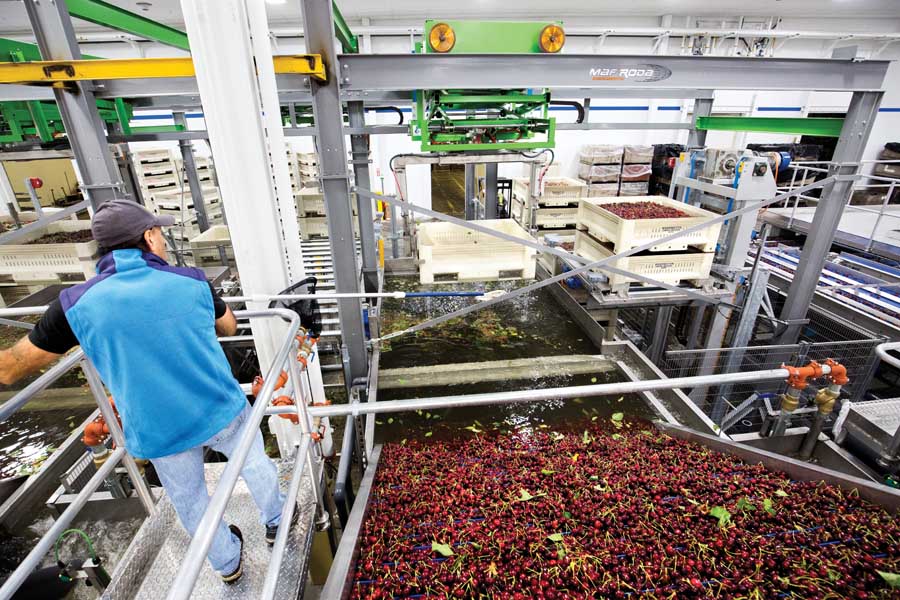Angel Gallegos scoops out stems and leaves from a robotic cherry submersible dumper. (TJ Mullinax/Good Fruit Grower)