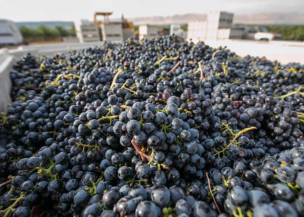 Premium wine grapes, such as these freshly picked Malbec grapes at a Red Mountain vineyard in Washington last fall, can now get more crop insurance coverage, thanks to provisions that raise the maximum contract price growers can claim — up to twice the established price for each variety. (TJ Mullinax/Good Fruit Grower)