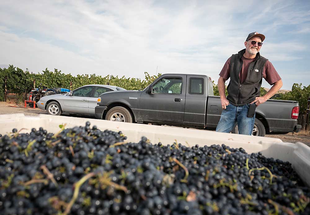 Scott Williams checks on harvest in late September, including these Malbec grapes headed to Three Rivers Winery in Walla Walla. (TJ Mullinax/Good Fruit Grower)
