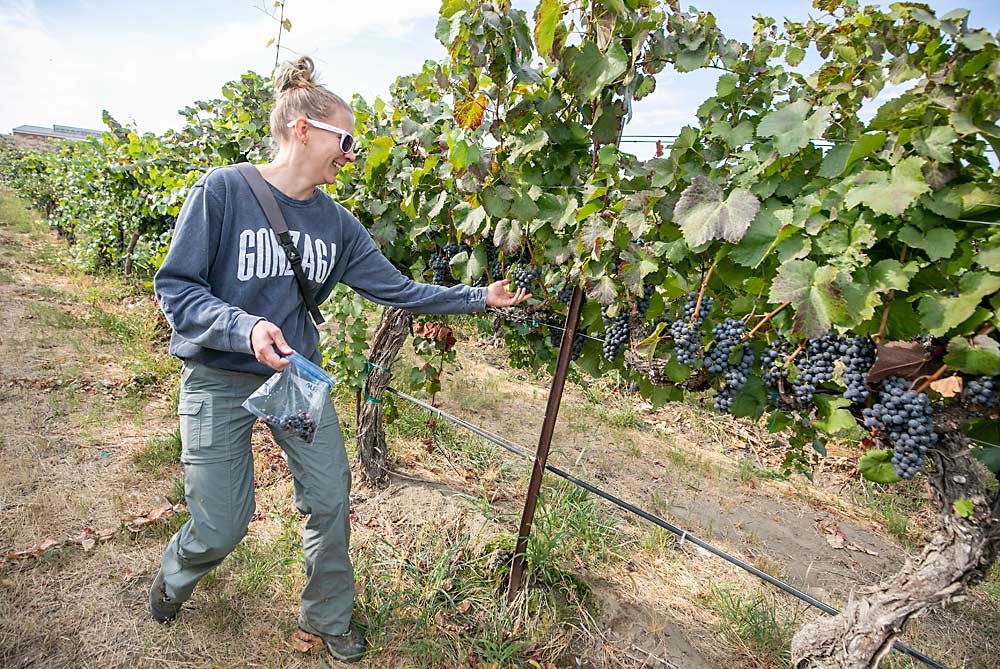 Molly Williams, JJ’s wife, collects samples in this Lemberger block in late September. Kiona Vineyards planted Lemberger in the 1970s, when they were still learning what grapes would grow best in the region, JJ said, and now Kiona is the largest Lemberger producer in the region. (TJ Mullinax/Good Fruit Grower)
