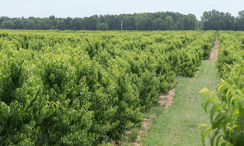 Lake Michigan provides Southwest Michigan some protection from weather extremes, but spring frosts are still a risk. Willmeng has invested in frost fans to give his peaches extra protection. (TJ Mullinax/Good Fruit Grower)