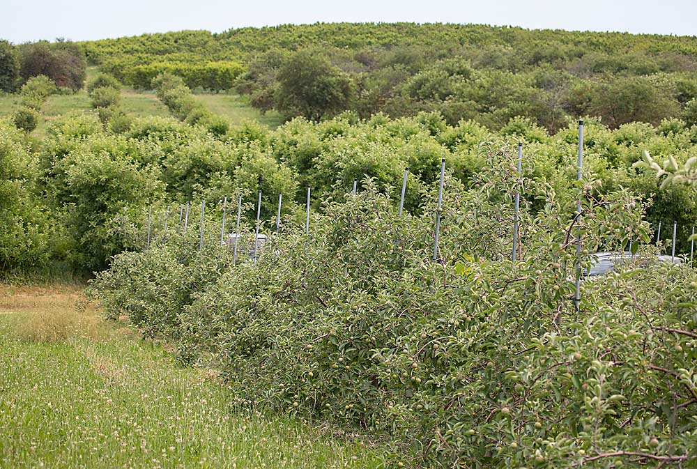 A block of apples in the foreground, tart cherries above them and peaches on the hilltop. Grower Marc Willmeng grows all three crops in his Watervliet, Michigan, orchard. Growing three fruit crops helps him spread labor costs and balance revenues. (TJ Mullinax/Good Fruit Grower)