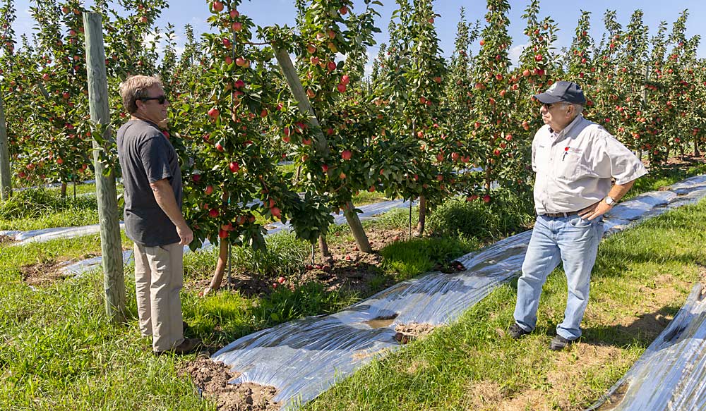 Jeff Wood, left, and his father, Steve Wood, at their orchard near Sturgeon Bay. With 130 acres of apples, many of them on high-density plantings with reflective fabric, the Woods are the largest apple growers in Door County. They also were the first to grow Honeycrisp. (Matt Milkovich/Good Fruit Grower)