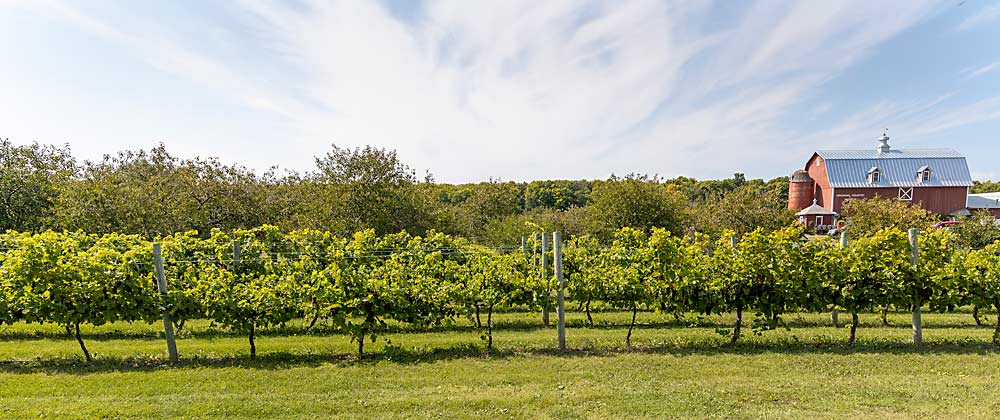 Marechal Foch grapes at Lautenbach’s Orchard Country in Door County, Wisconsin. Bob Lautenbach first planted grapes in 1999, seeking ways to diversify. The Lautenbach family uses cold-hardy varieties to make wine. (Matt Milkovich/Good Fruit Grower)