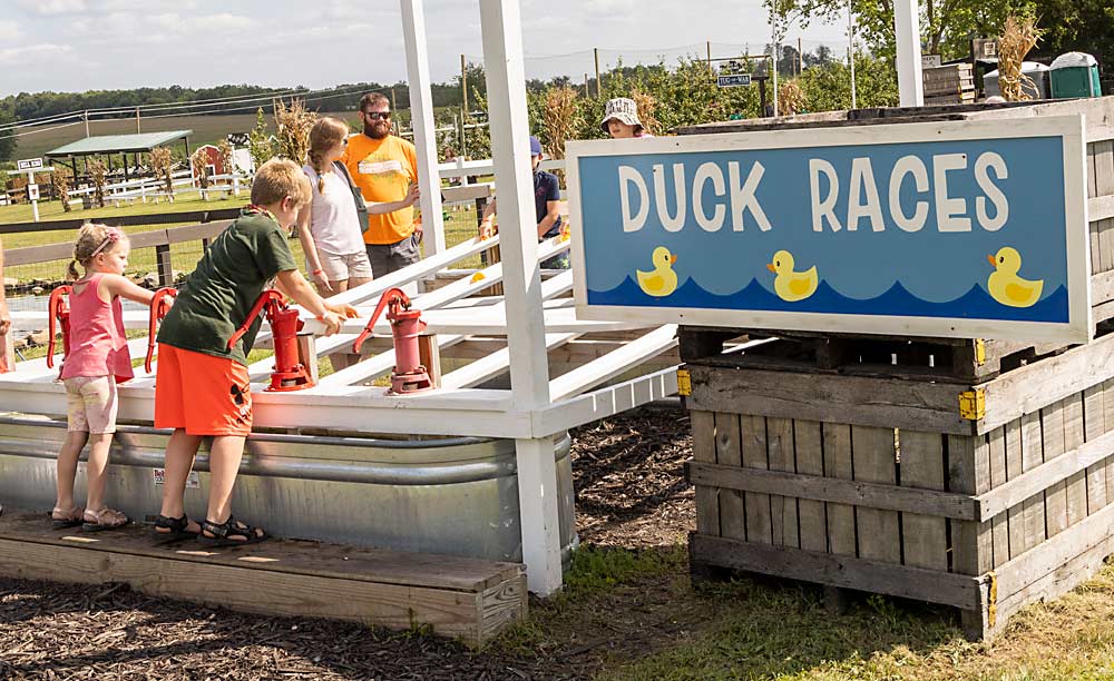 Duck races are an agritourism activity at the Ferguson farm market in Eau Claire. The family also owns a farm market in Galesville, Wisconsin, and a store in Lake City, Minnesota. (Matt Milkovich/Good Fruit Grower)